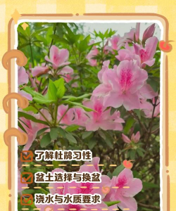 杜鹃花无土养殖管理 杜鹃花无土养殖管理