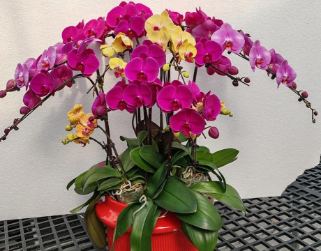 家里放什么花立财 家里放什么花立财