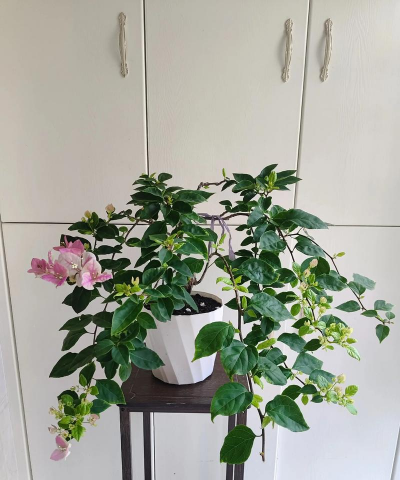 生活助手养花 生活助手养花