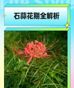 石蒜栽培要点 石蒜栽培要点