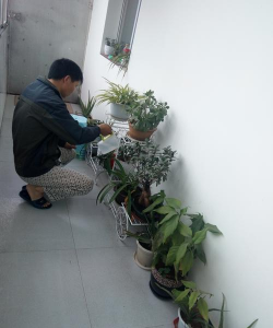 男子工位养花 男子工位养花