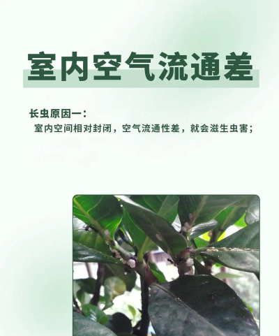 为什么栀子花生虫 为什么栀子花生虫