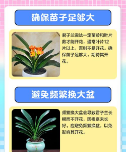 花儿不开花怎么办 花儿不开花怎么办