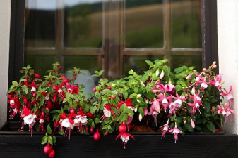 倒挂金钟有什么功能 倒挂金钟有什么功能