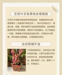 兰花发黄是什么原因 兰花发黄是什么原因