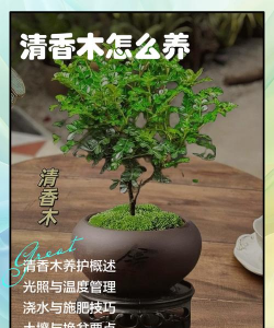 如何养好青香木 如何养好青香木