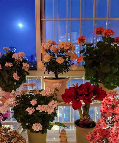 阳台养花夜晚 阳台养花夜晚