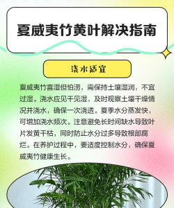 土栽竹子黄叶怎么办 土栽竹子黄叶怎么办