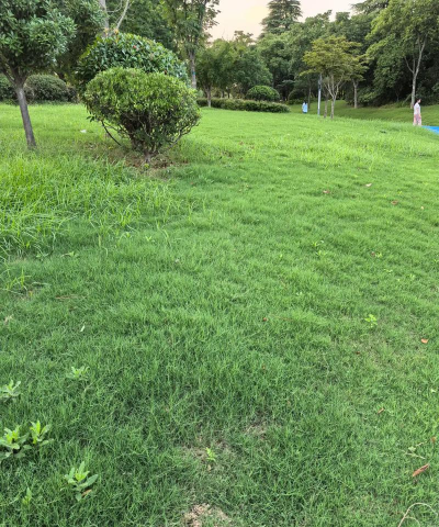 结缕草的建坪 结缕草的建坪