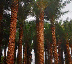 中东海枣的栽培管理方法 中东海枣的栽培管理方法