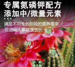 仙人掌类肥料是什么 仙人掌类肥料是什么