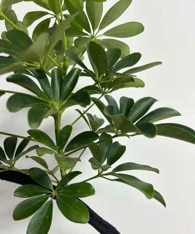 养花王同学 养花王同学