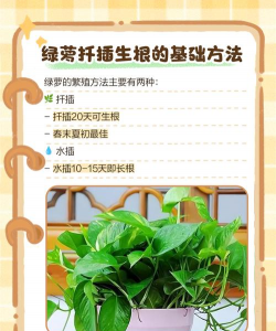 绿萝移植需要注意什么 绿萝移植需要注意什么
