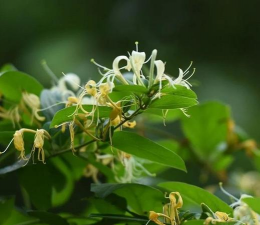 亮丽忍冬管理与扦插繁殖 亮丽忍冬管理与扦插繁殖