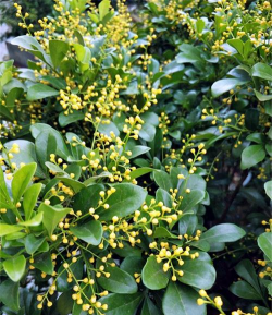 喜酸性的花自什么花 喜酸性的花自什么花