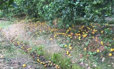 盆栽柑橘落果怎么回事 盆栽柑橘落果怎么回事