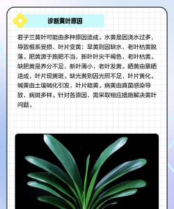 君子兰黄叶什么情况 君子兰黄叶什么情况