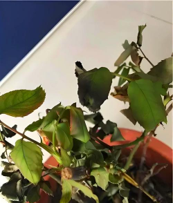 花为什么会蔫 花为什么会蔫