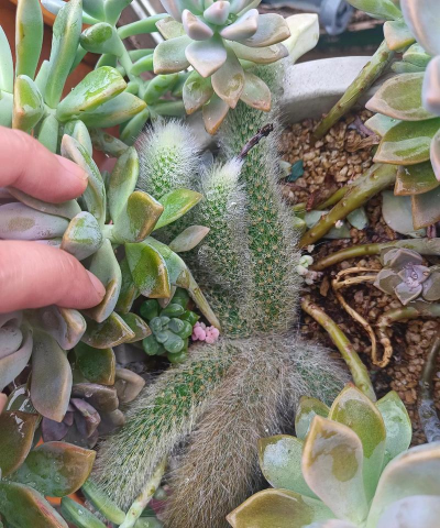 什么多肉不开花 什么多肉不开花