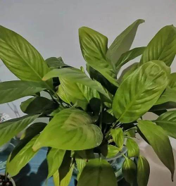 养花不去叶子 养花不去叶子