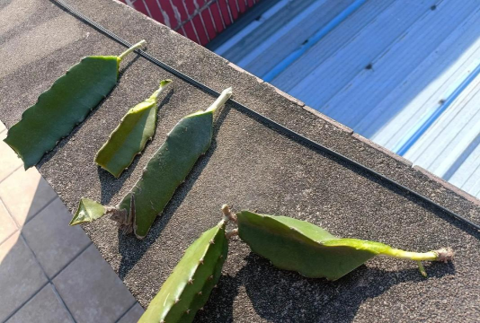 火龙果插枝怎么切 火龙果插枝怎么切