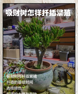 吸财树叶片怎么扦插 吸财树叶片怎么扦插