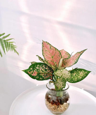 如意皇后水培用什么水好 如意皇后水培用什么水好