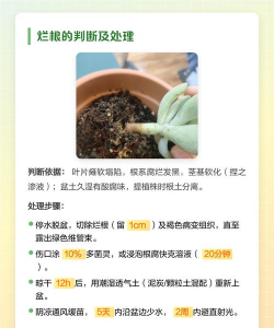 多肉皱是什么原因 多肉皱是什么原因