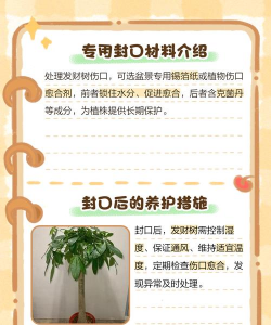 发财树受伤怎么修复 发财树受伤怎么修复