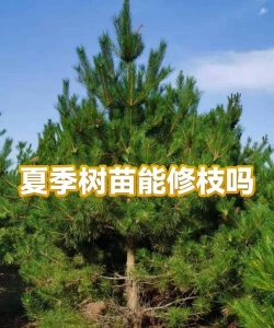 夏季树苗管理技术 夏季树苗管理技术