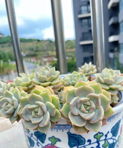 多肉白牡丹怎么插页 多肉白牡丹怎么插页