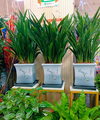 办公室买什么花合适 办公室买什么花合适