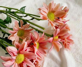 养花时光碎花 养花时光碎花