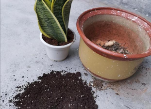 天然养花土块 天然养花土块