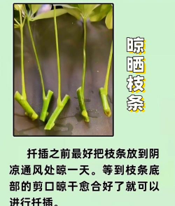 苗木繁殖主要方法-扦插繁殖 苗木繁殖主要方法-扦插繁殖