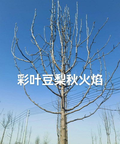 彩叶苗木常见树形与修剪方法 彩叶苗木常见树形与修剪方法