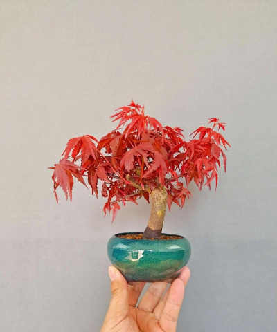 日本红枫红丝带 红舞姬苗有“红袖善舞翠云间”之称与栽培技术 日本红枫红丝带 红舞姬苗有“红袖善舞翠云间”之称与栽培技术