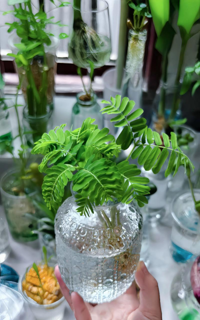 酸角子如何盆栽 酸角子如何盆栽