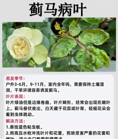 红火球紫薇盆栽病虫害防治 美国紫薇白粉病 烟煤病 蚧壳虫防治 红火球紫薇盆栽病虫害防治 美国紫薇白粉病 烟煤病 蚧壳虫防治