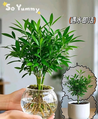 竹柏如何水培生根 竹柏如何水培生根