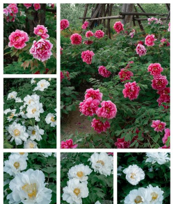 南阳市早春有什么花 南阳市早春有什么花