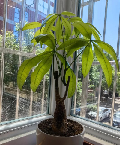 发财树怎么死的 发财树怎么死的