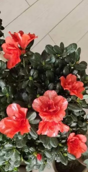 婶子爱养花 婶子爱养花