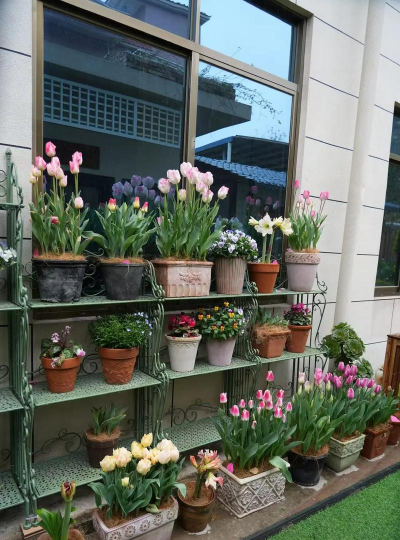 男的 养花 男的 养花