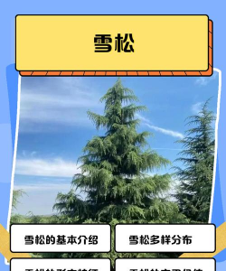 雪松怎么繁殖后带代 雪松怎么繁殖后带代