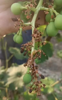 葡萄结果起黄斑是什么病 葡萄结果起黄斑是什么病