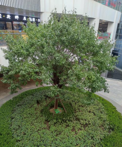 广场一般种植什么植物 广场一般种植什么植物