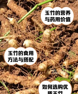 功能型山野菜——玉竹 功能型山野菜——玉竹