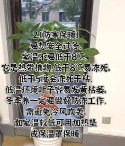 桌面发财树冬天怎么养 桌面发财树冬天怎么养