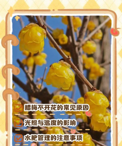 腊美花为什么不开花 腊美花为什么不开花